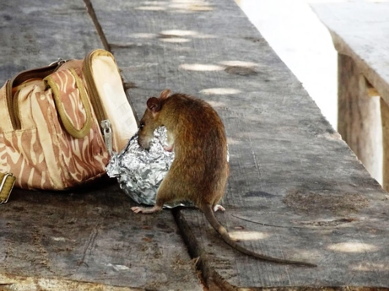 Bild einer Ratte, die sich an zusammengeknüllter Aluminiumfolie zuschaffen macht.