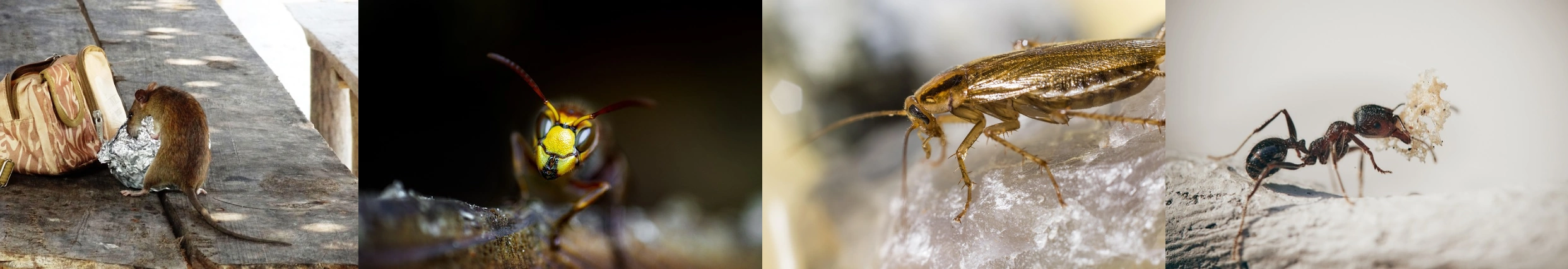 4 Bilder die einen Schädlingstypen zeigen: Ratten, Wespen, Schaben und Ameisen